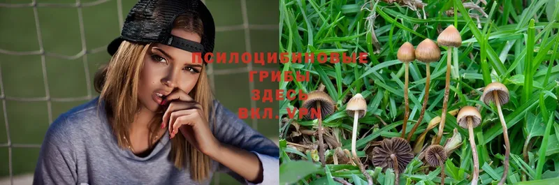 хочу   Горбатов  Галлюциногенные грибы Psilocybe 